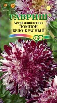 astra-pompon-belo-krasnyj-odnoletnyaya-0-1-gr-cp-gavrish